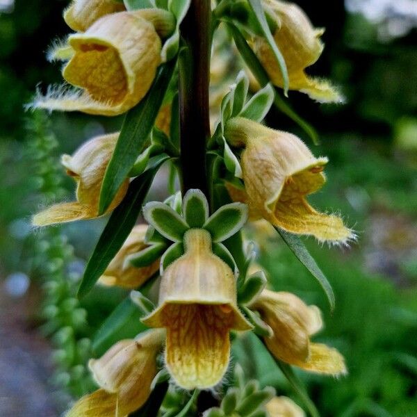 Digitalis ferruginea Λουλούδι