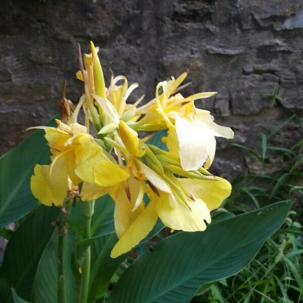 Canna indica 花