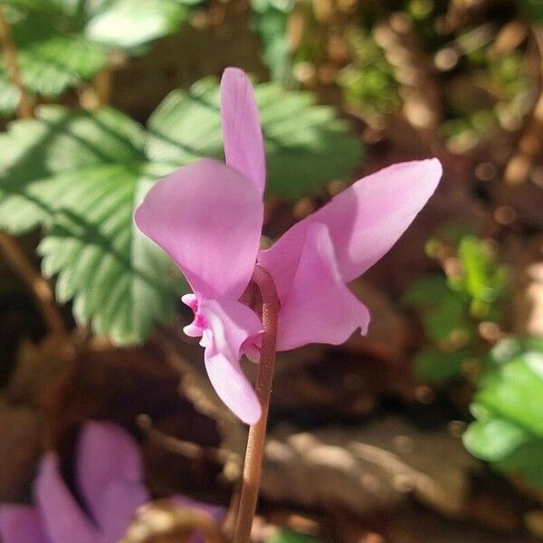 Cyclamen hederifolium Λουλούδι