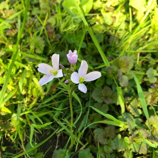 Cardamine pratensis Çiçek