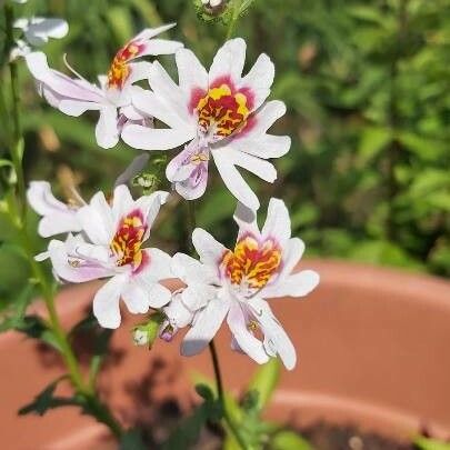 Schizanthus pinnatus Blomst