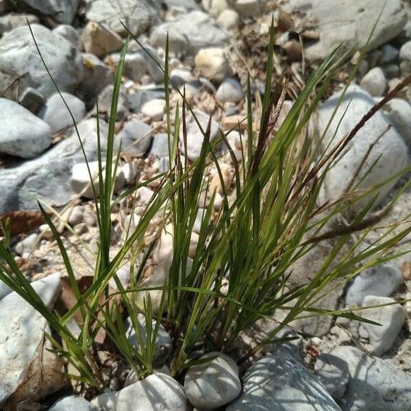 Heteropogon contortus Leht