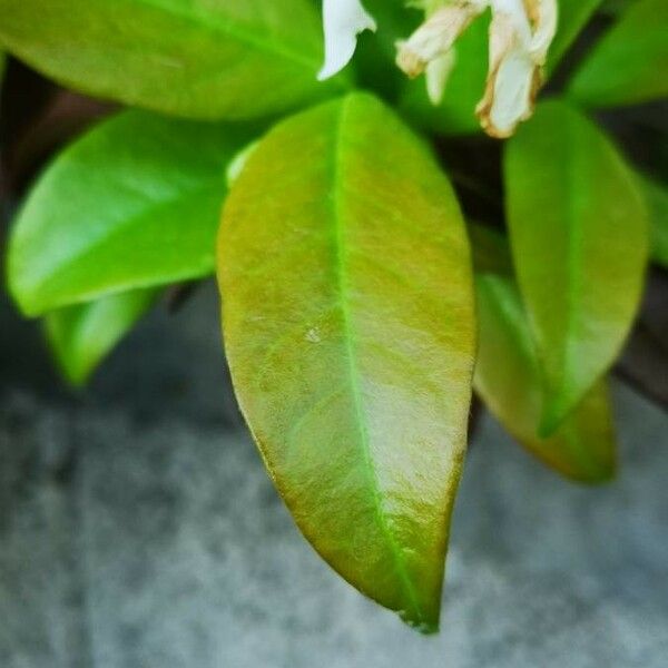 Trachelospermum jasminoides Blatt