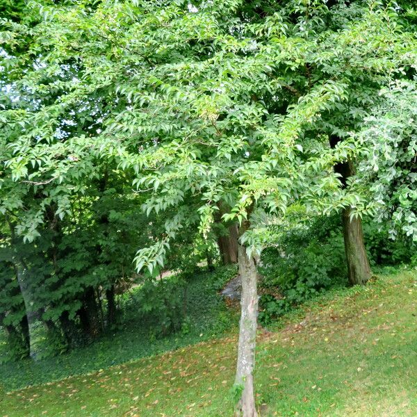 Styrax japonicus Natur