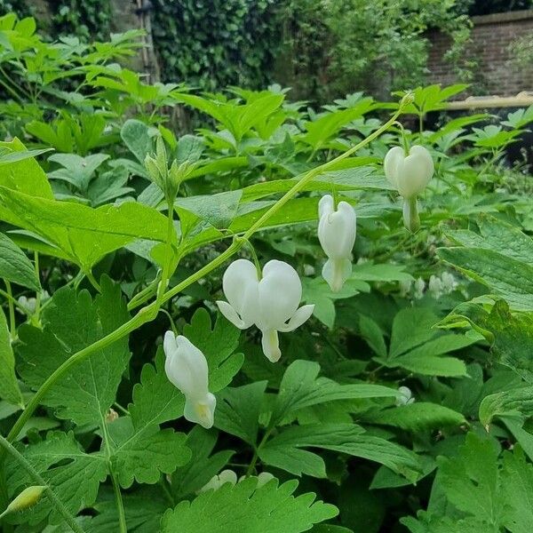 Lamprocapnos spectabilis Blad