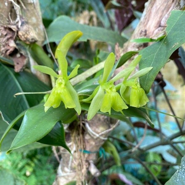 Epidendrum chlorocorymbos Кветка