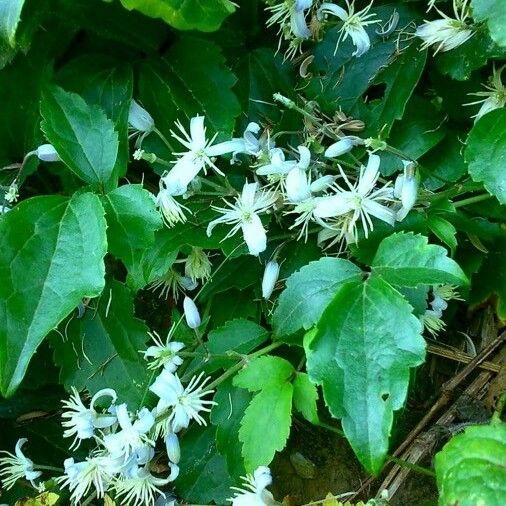 Clematis flammula Habit