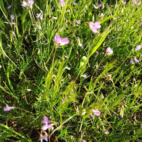 Vicia parviflora Õis