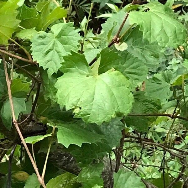 Vitis rotundifolia Habitatea