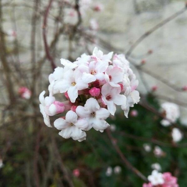 Viburnum farreri Blomma