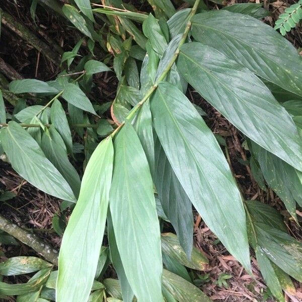 Hedychium coronarium Frunză