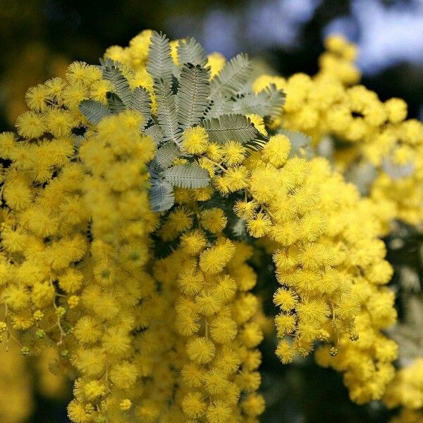 Acacia baileyana Цвят