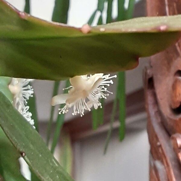 Rhipsalis elliptica 花