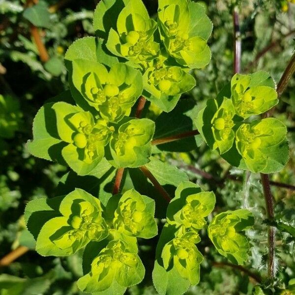 Euphorbia helioscopia Flors