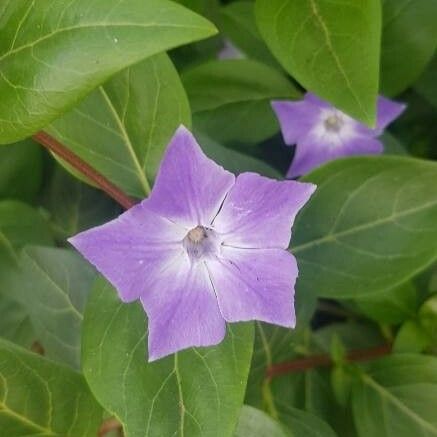 Vinca major Flor