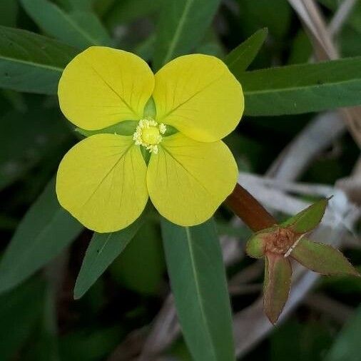 Ludwigia alternifolia ফুল