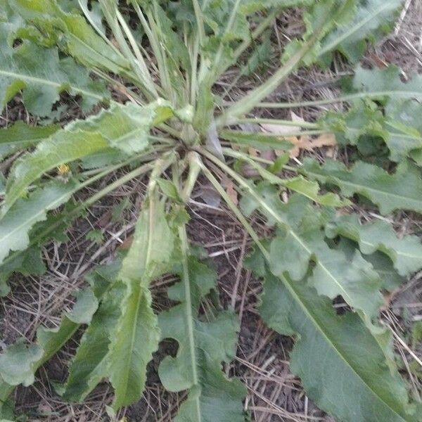 Rumex crispus Folla