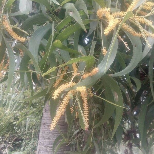 Acacia auriculiformis Blodyn