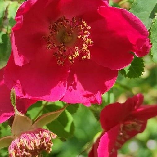 Rosa moyesii Floro