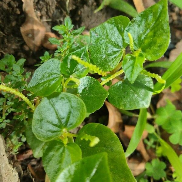 Peperomia pellucida Blad