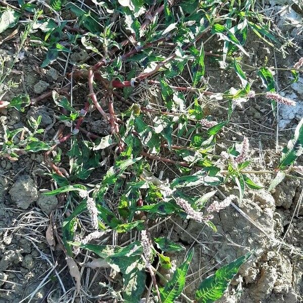 Persicaria lapathifolia Συνήθη χαρακτηριστικά