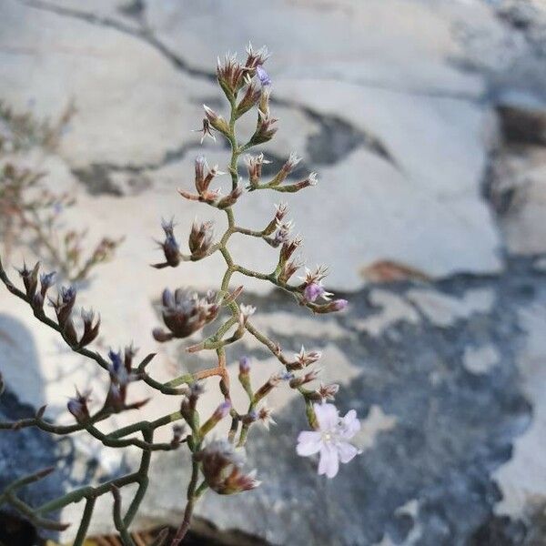 Limonium bellidifolium Flower