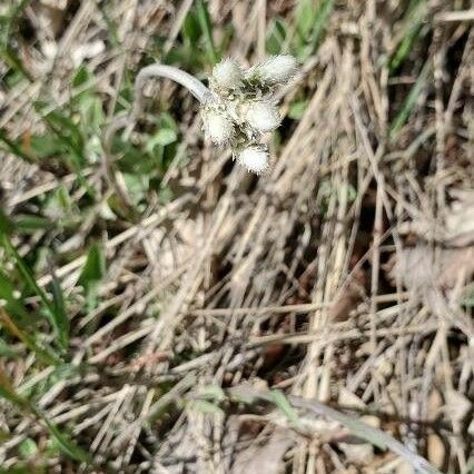 Antennaria neglecta برگ