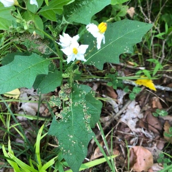 Solanum carolinense 花