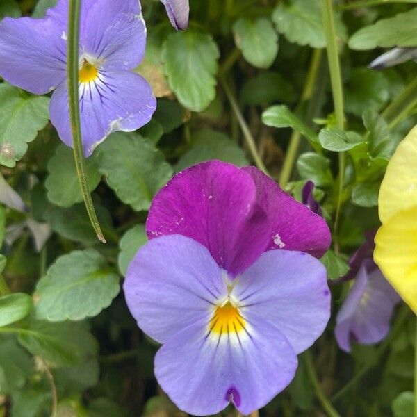 Viola cornuta Blomma