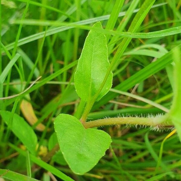 Acmella caulirhiza Leaf