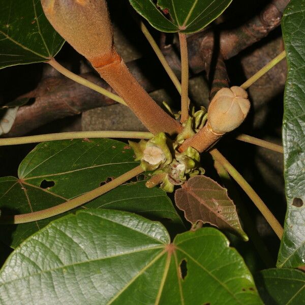 Ochroma pyramidale Плід