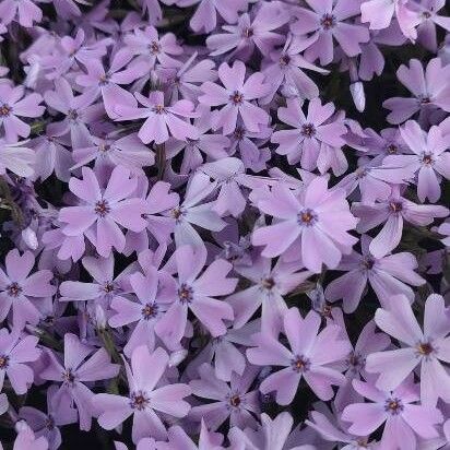 Phlox speciosa Blodyn