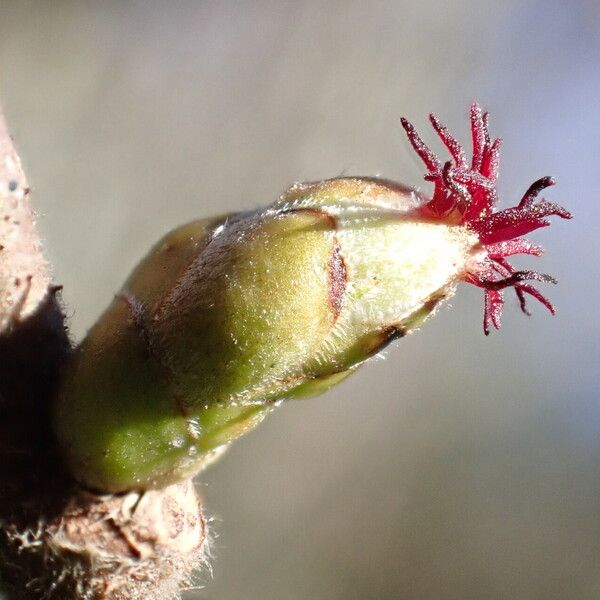 Corylus avellana Flower