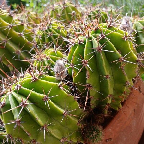 Echinopsis oxygona Lubje