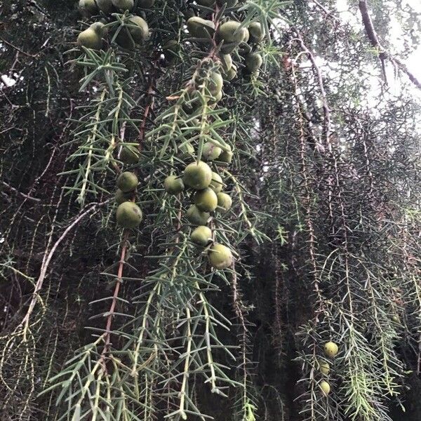 Juniperus cedrus Blad