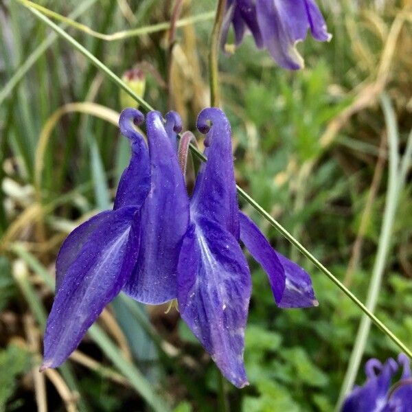 Aquilegia vulgaris Квітка