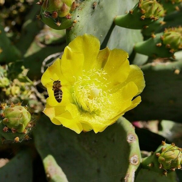 Opuntia ficus-indica Kukka