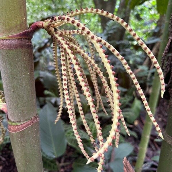 Hyospathe elegans Fruit