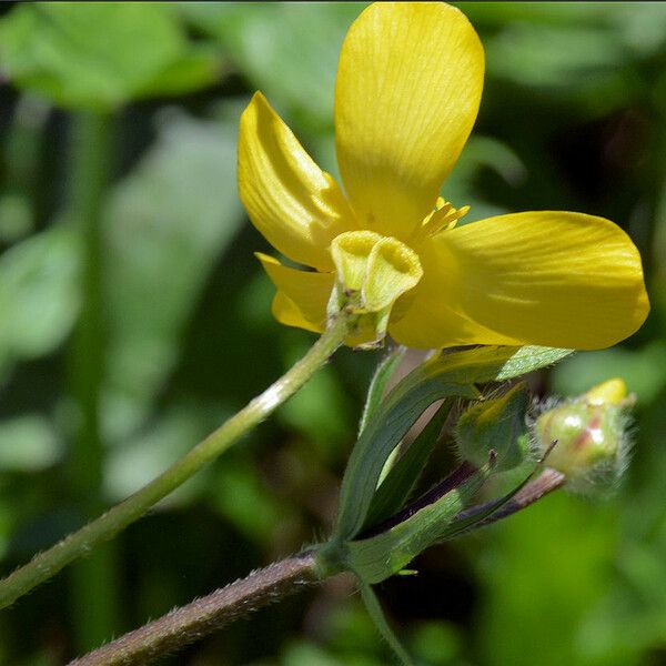 Ranunculus orthorhynchus Flower