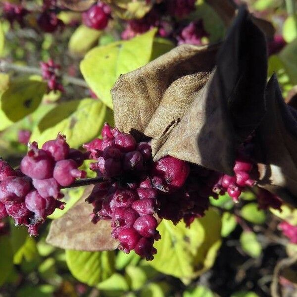 Symphoricarpos orbiculatus ফল