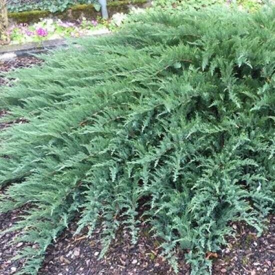 Juniperus sabina Агульны выгляд