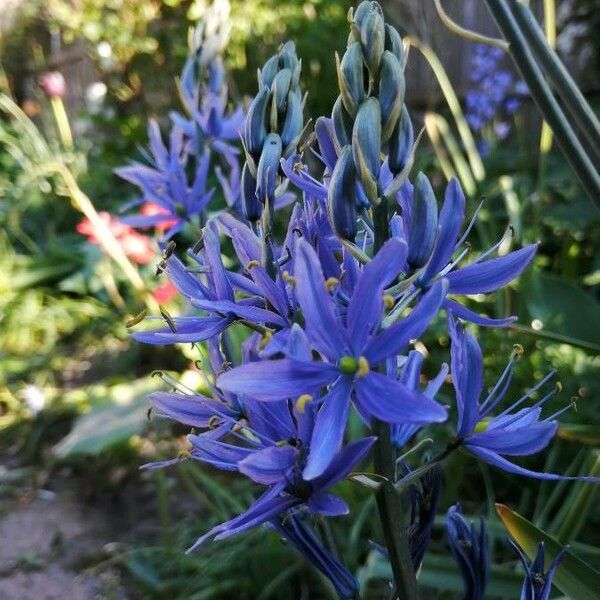 Camassia quamash Flower