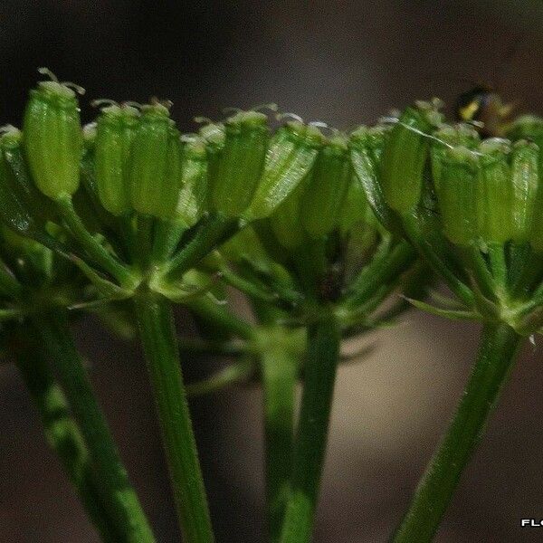 Bunium bulbocastanum Frucht