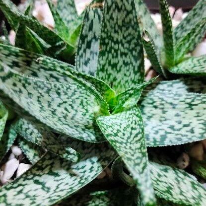 Aloe variegata Лист