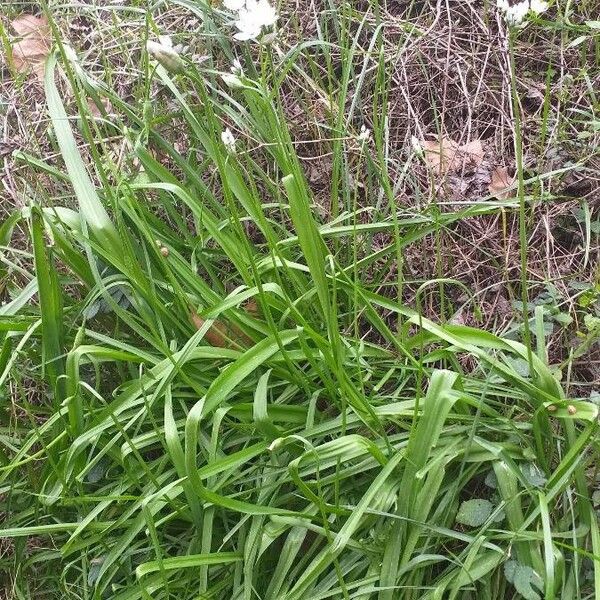 Allium polyanthum Hábito