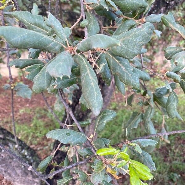 Quercus suber 葉