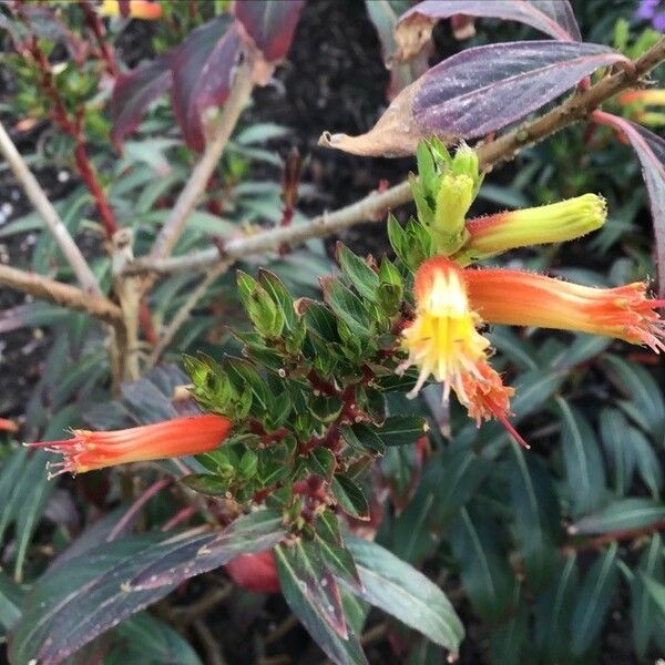 Cuphea melvilla Flower