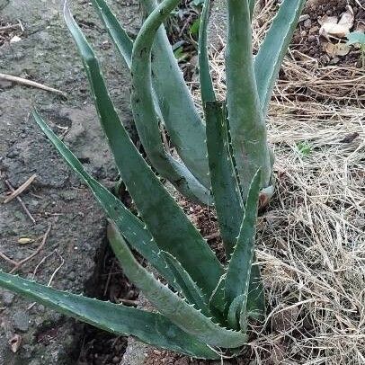 Aloe vera Leaf