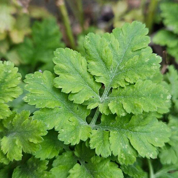 Tanacetum parthenium Ліст