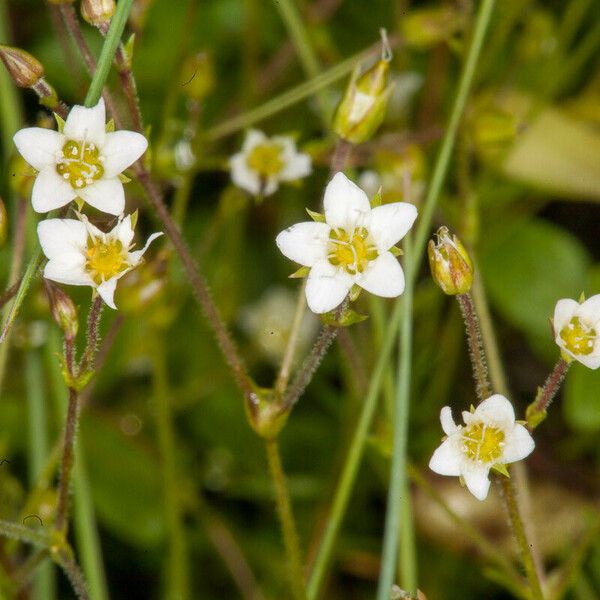 Sabulina verna Flower